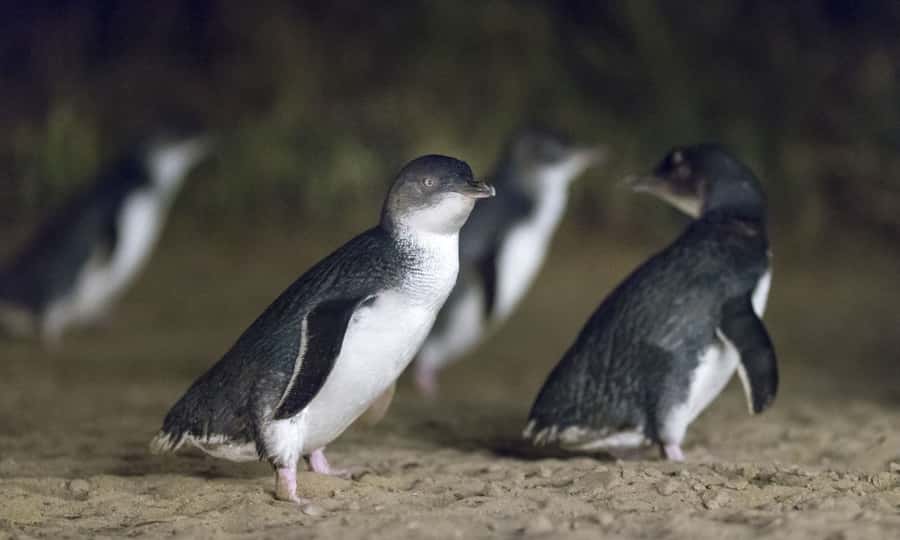 From Melbourne: Penguin Parade Afternoon Tour - Key points at a glance