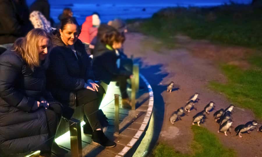 From Melbourne: Penguin Parade Afternoon Tour - Cape Woolamai brings cliffs and open views in summer