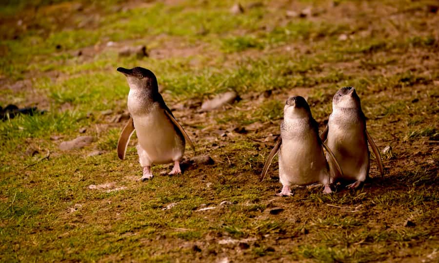 From Melbourne: Penguin Parade Afternoon Tour - Two hours to Phillip Island, with useful wildlife watching