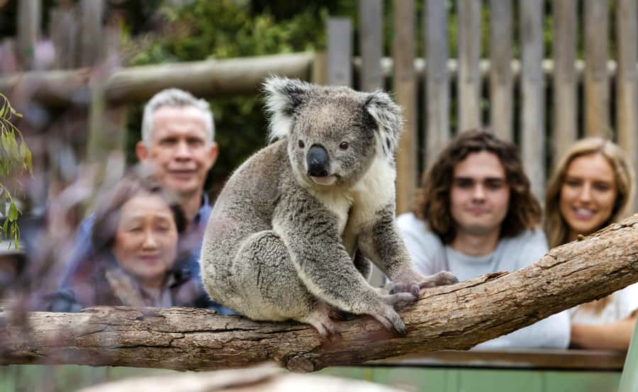 From Melbourne: Penguin Parade, Koalas & Kangaroos - Who should book this tour?