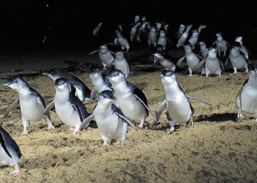 From Melbourne: Penguin Parade, Koalas & Kangaroos - Meeting kangaroos at Moonlit Sanctuary