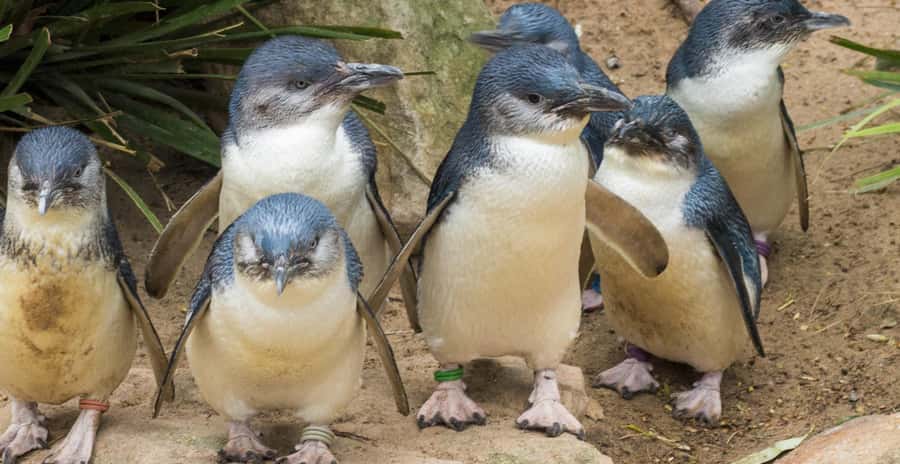 From Melbourne: Penguin Parade, Koalas & Kangaroos - The Nobbies Boardwalk brings the sea into focus