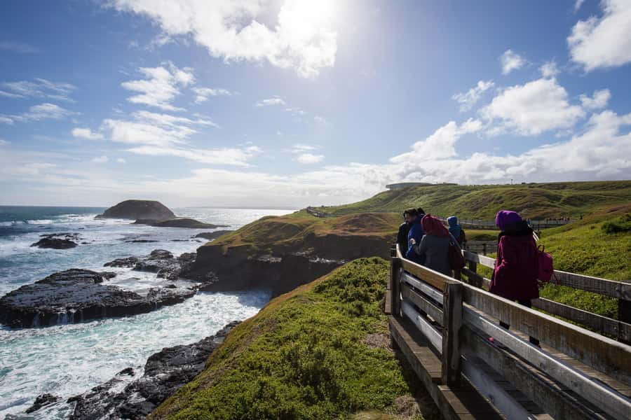 From Melbourne: Penguin Parade, Koalas & Kangaroos - Waiting for the little penguins