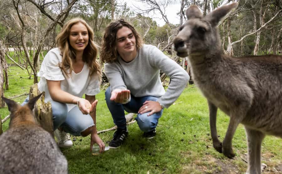 From Melbourne: Penguin Parade, Koalas & Kangaroos - Practical advice for a smoother day