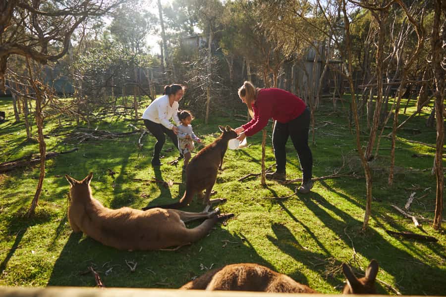 From Melbourne: Penguins and Wildlife Nature Day Tour - Moonlit Sanctuary: Australia’s animals up close