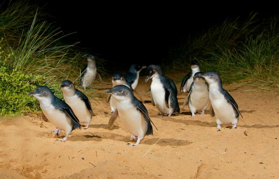 From Melbourne: Penguins and Wildlife Nature Day Tour - The Nobbies boardwalk and Bass Strait views