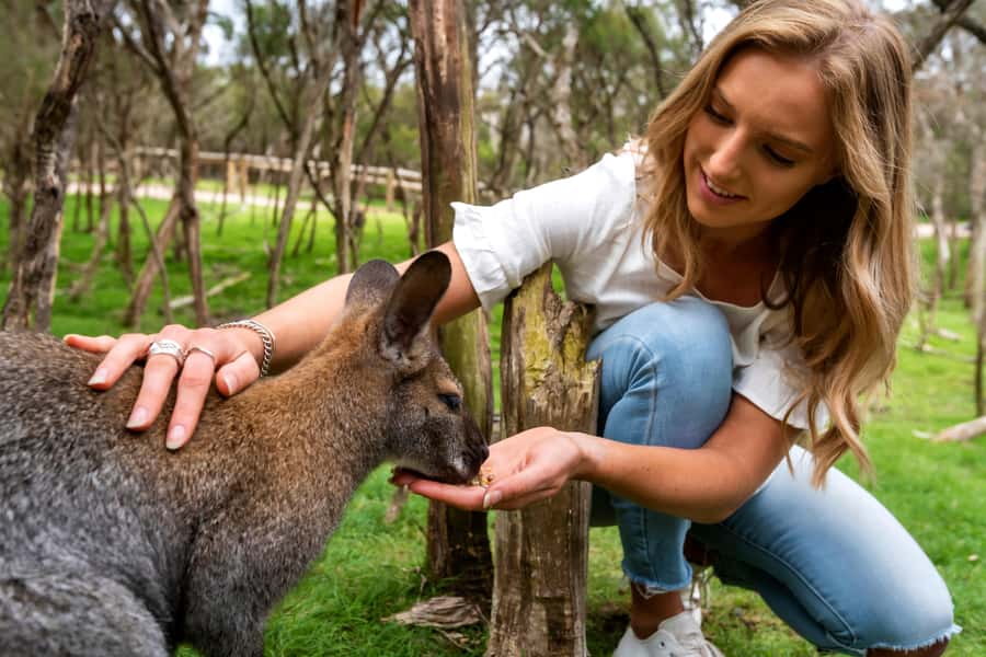 From Melbourne: Penguins and Wildlife Nature Day Tour - Meeting the coach in central Melbourne