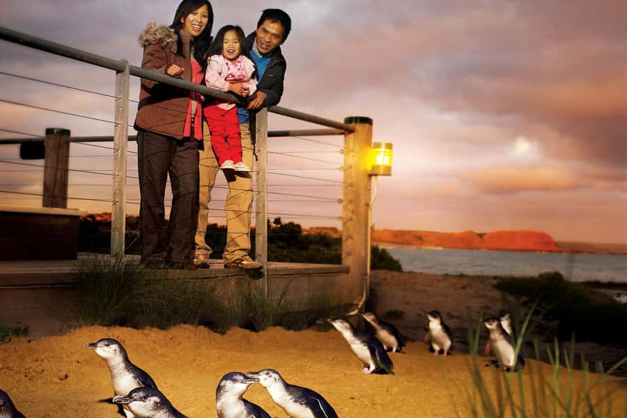 From Melbourne: Phillip Is Penguin Parade & Koala Reserve - Key points to know before you book
