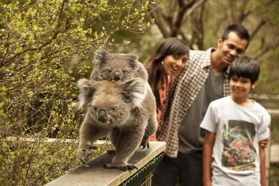 From Melbourne: Phillip Is Penguin Parade & Koala Reserve - Koala Conservation Reserve: one hour among the gum trees
