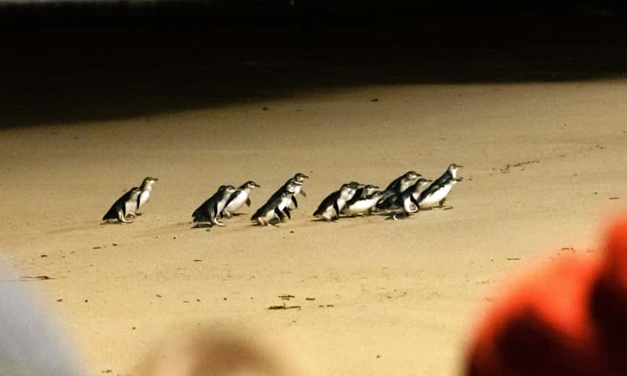 From Melbourne: Phillip Island Penguin Parade Eco Tour - Why the 12-hour day works