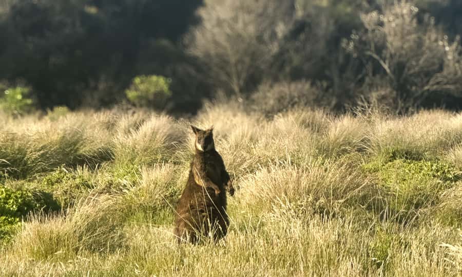 From Melbourne: Phillip Island Penguin Parade Eco Tour - Is $109 good value?