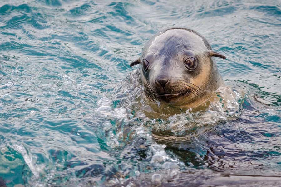 From Melbourne: Phillip Island Penguin Parade Express Tour - Key things to know before you book