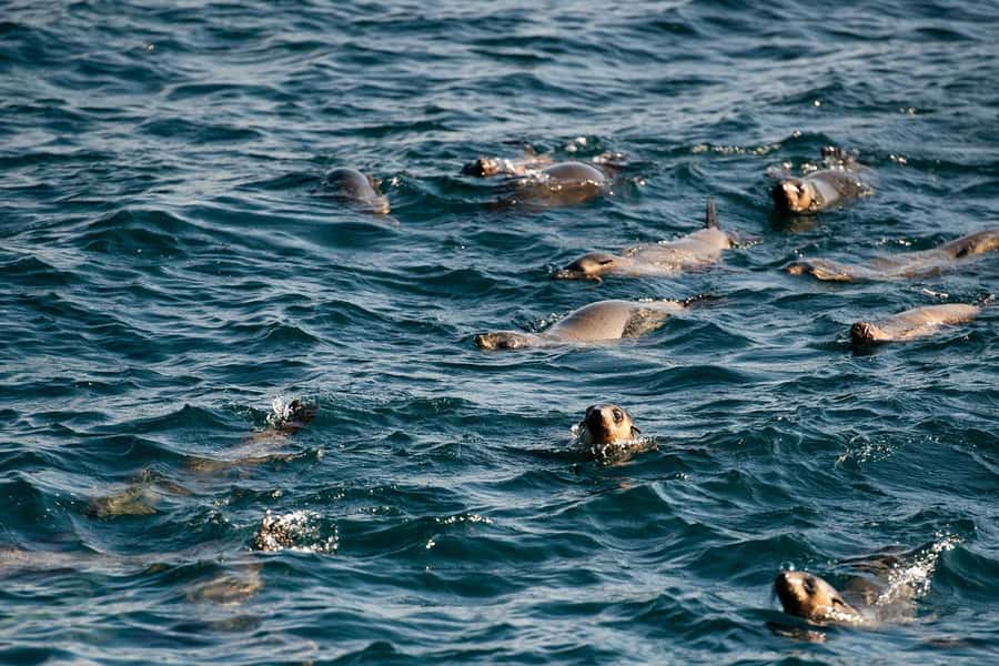 From Melbourne: Phillip Island Penguin Parade Express Tour - Why the express format works from Melbourne
