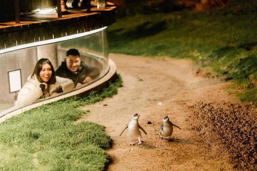 From Melbourne: Phillip Island Penguin Parade Express Tour - Who will get the most from this tour?