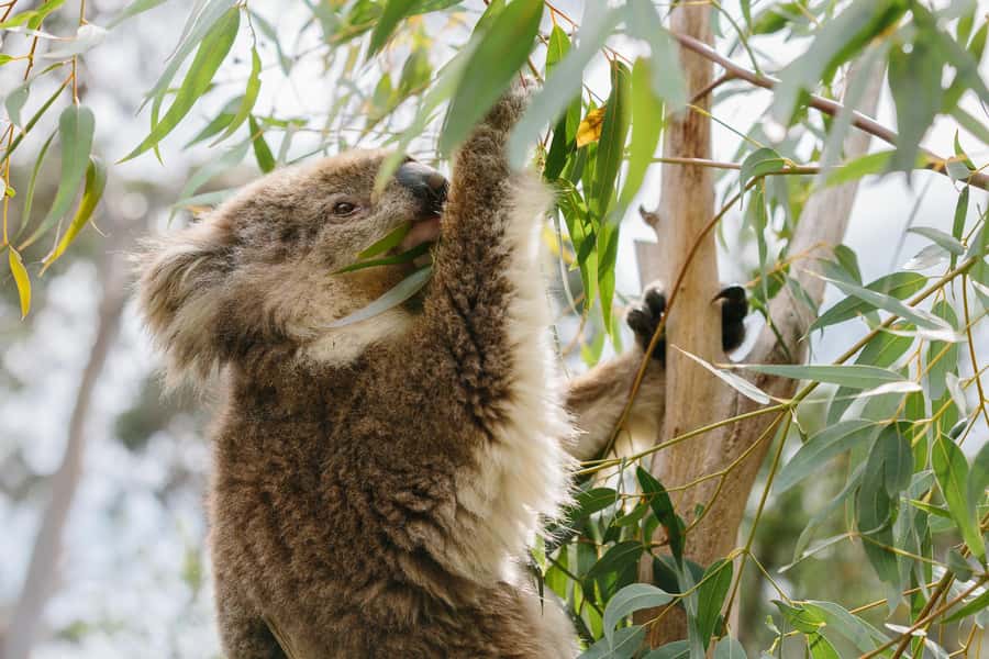From Melbourne: Phillip Island Penguin Parade & Koalas Tour - What makes this Phillip Island day trip worth considering