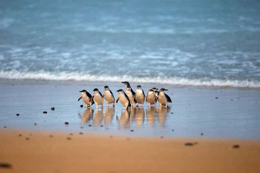 From Melbourne: Phillip Island Penguin Parade & Koalas Tour - The Nobbies and the western edge of Phillip Island