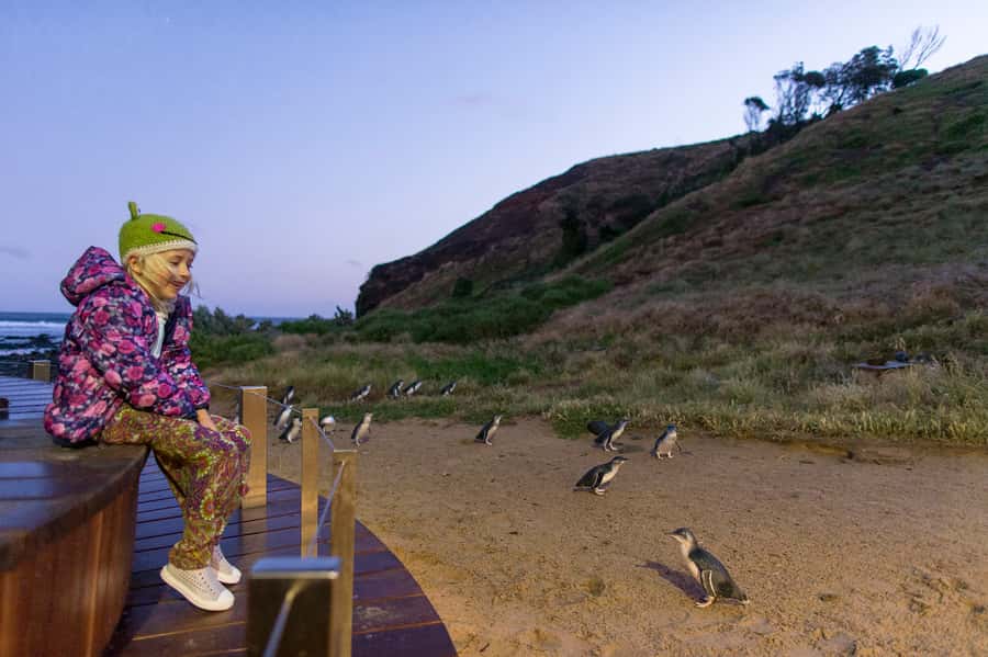 From Melbourne: Phillip Island Penguin Parade & Koalas Tour - The Penguin Parade at Summerland Beach