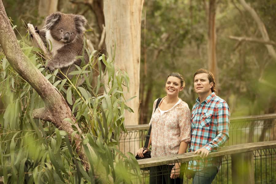 From Melbourne: Phillip Island Penguin Parade & Koalas Tour - Timing, daylight, and the long ride home