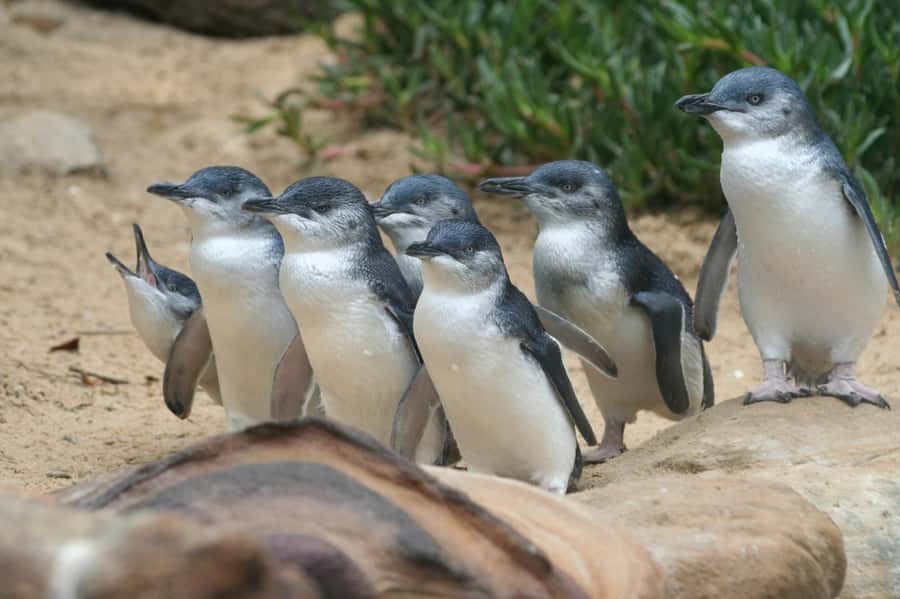 From Melbourne: Phillip Island Penguin Parade & Koalas Tour - What to wear and carry