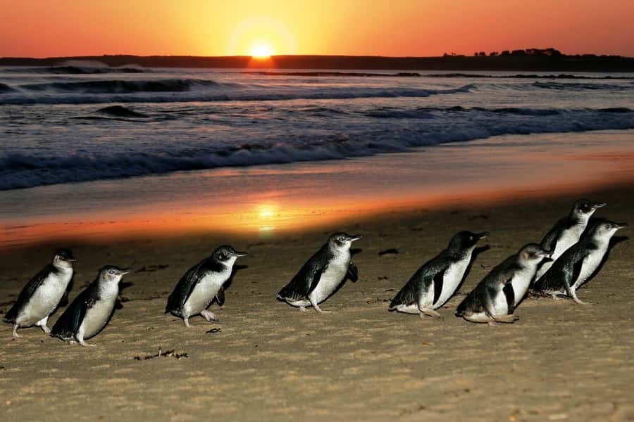 From Melbourne: Puffing Billy and Penguin Parade Combo Tour - What this Melbourne day trip actually offers