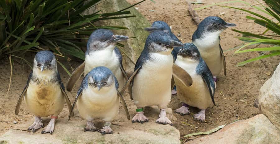 From Melbourne: Puffing Billy and Penguin Parade Combo Tour - The long road toward Phillip Island