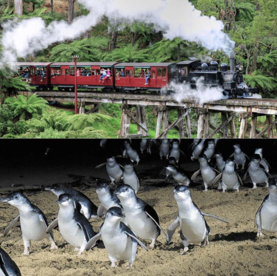 From Melbourne: Puffing Billy and Penguin Parade Combo Tour - Coastal views at The Nobbies