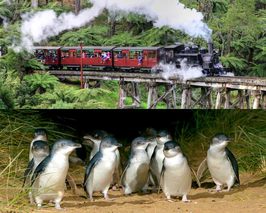 From Melbourne: Puffing Billy and Penguin Parade Combo Tour - Leaving Melbourne for the Dandenong Ranges