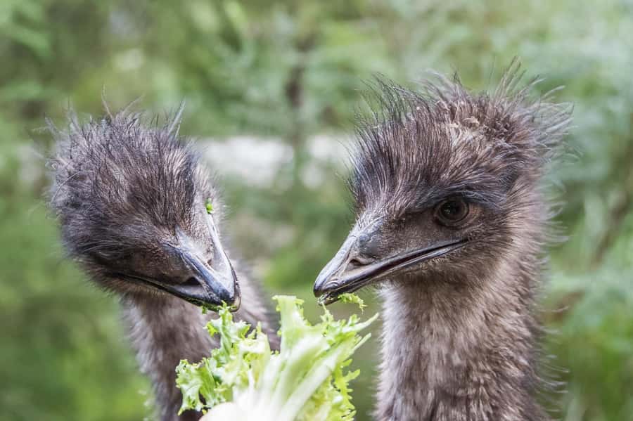 From Melbourne: Puffing Billy Steam Train & Wildlife Tour - Lakeside Visitor Centre and the mid-day break