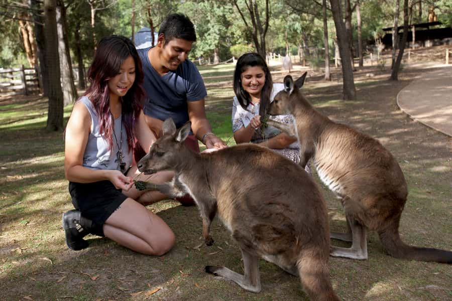 From Melbourne: Puffing Billy Steam Train & Wildlife Tour - Price, comfort, and what the $140 covers