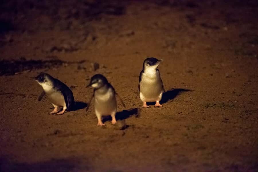 From Melbourne: Puffing Billy Train & Penguin Wildlife Tour - The Penguin Parade after sunset