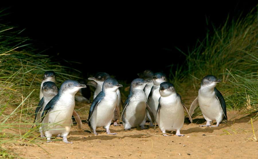 From Melbourne: Puffing Billy Train & Penguin Wildlife Tour - Guides, transport, and how the day feels