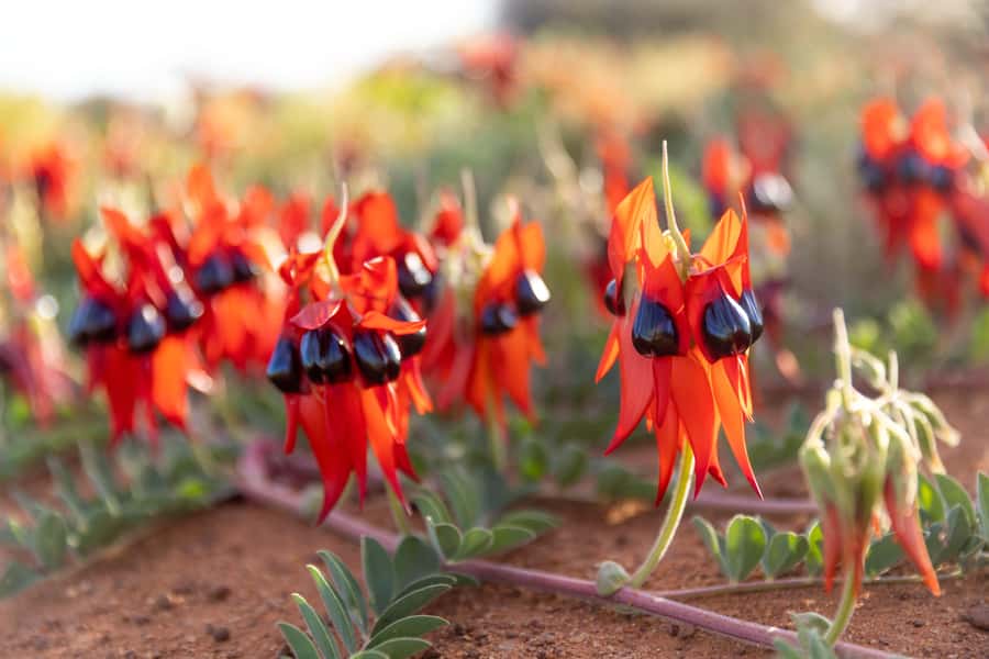 From Perth: Pinnacles Sunset and Stargazing Tour with Dinner - Why the evening timing works so well