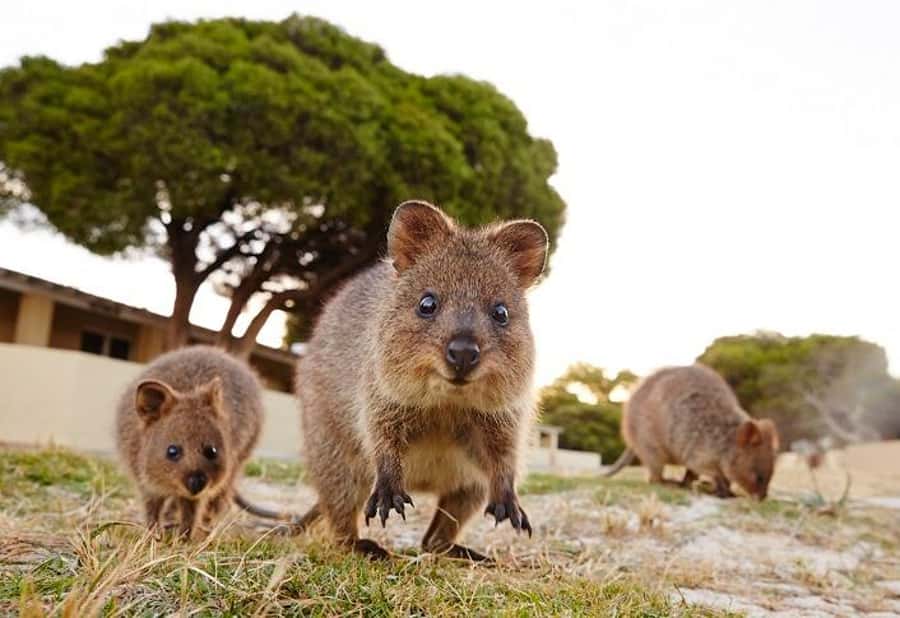 From Perth: Rottnest Island Ferry & Bike Trip - Meeting Rottnest’s Quokkas
