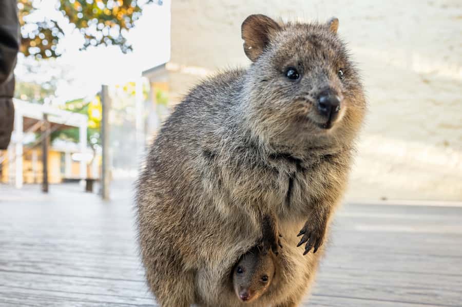 From Perth: Rottnest Island Full-Day Bike and Ferry Trip - What the $84 price really covers