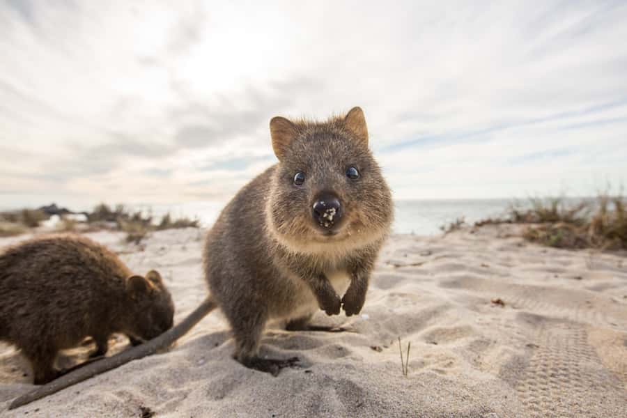 From Perth: Rottnest Island Grand Island Day Tour with Lunch - Arriving on Wadjemup and finding the train