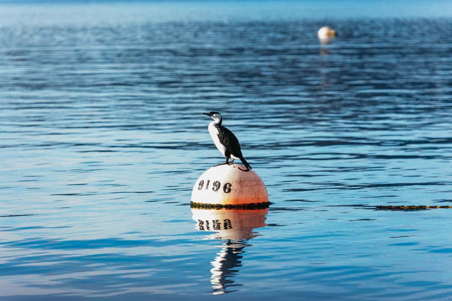 From Port Arthur: Tasman Island Wilderness Cruise - Who will enjoy this experience most