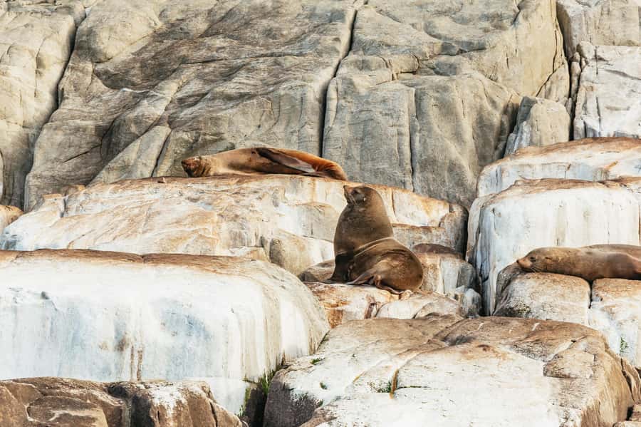 From Port Arthur: Tasman Island Wilderness Cruise - Why this Port Arthur cruise is worth your time