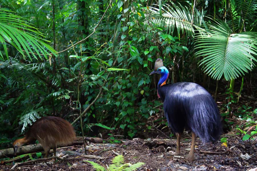 From Port Douglas: Daintree Rainforest & Mossman Gorge Tour - Dubuji Boardwalk and the rainforest meeting the reef