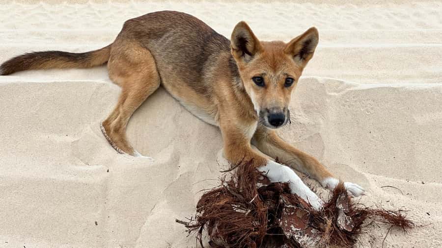 From Rainbow Beach: K'gari (Fraser Island) Full-Day Tour - Wanggoolba Creek and Central Station