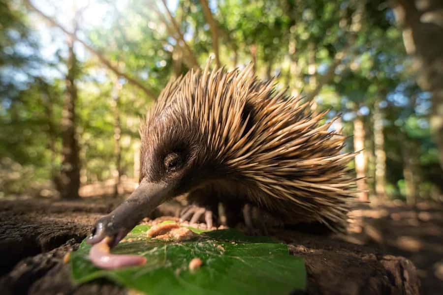 From Sunshine Coast: Australia Zoo Entry Ticket and Transfer - Why this Australia Zoo trip works so well