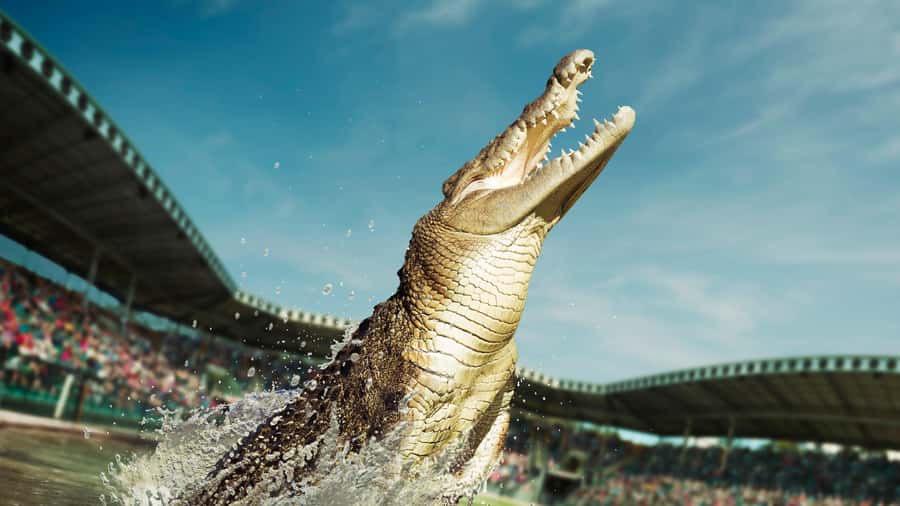 From Sunshine Coast: Australia Zoo Entry Ticket and Transfer - The Australia Zoo Wildlife Hospital stop