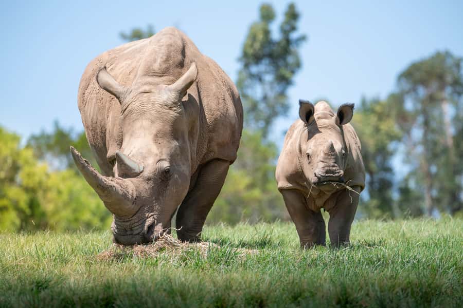 From Sunshine Coast: Australia Zoo Entry Ticket and Transfer - What the timing feels like in practice