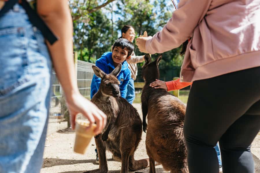 From Sydney: Blue Mountains Full-Day Trip - Guides, coach travel, and the day’s rhythm