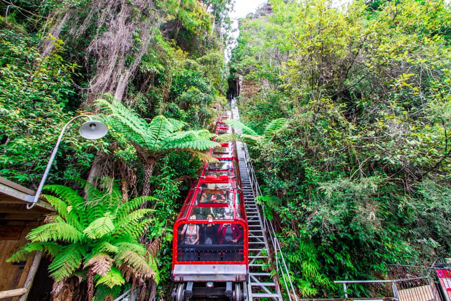 From Sydney: Blue Mountains, Scenic World, Zoo, & Ferry Ride - Key things to know before booking