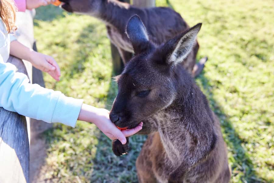 From Sydney: Blue Mountains, Scenic World, Zoo, & Ferry Ride - Scenic World: four rides and a rainforest walk