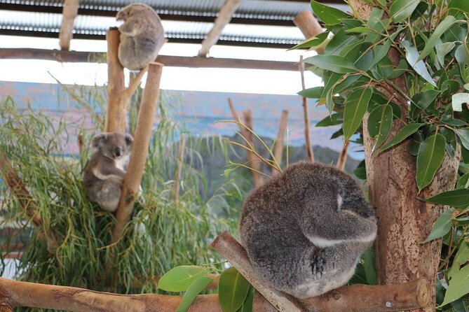 From Sydney: Blue Mountains with Zoo, Koala Photo & Scenic World - Echo Point and the Three Sisters