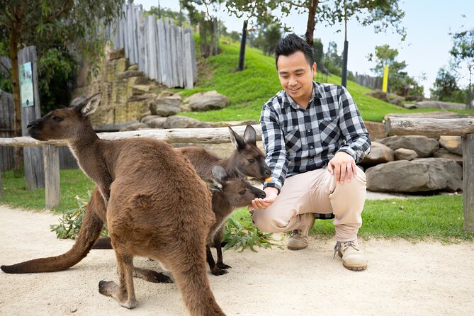 From Sydney: Blue Mountains with Zoo, Koala Photo & Scenic World - Cahill’s Lookout and the Megalong Valley