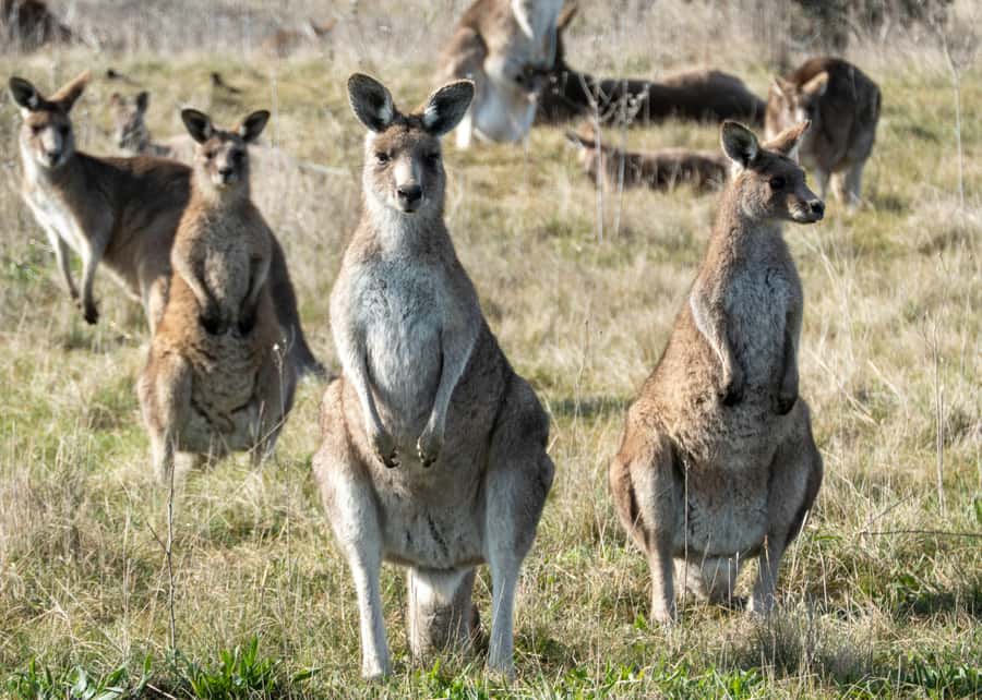 From Sydney: Full-Day Tour to Canberra - The road south through the Southern Highlands