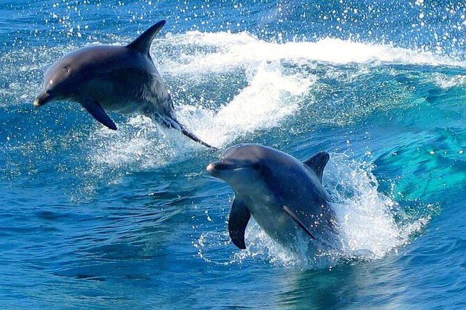 From Sydney: Port Stephens Dolphin, Koalas, Lunch & Sandboarding - Port Stephens Koala Sanctuary and conservation work
