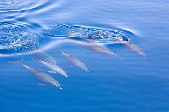 From Sydney: Port Stephens Dolphin, Koalas, Lunch & Sandboarding - 4WD riding and sandboarding at Stockton